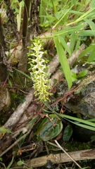 Cranichis ciliata
