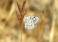 Euphilotes enoptes dammersi