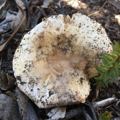 Russula neerimea