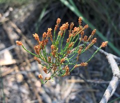 Allocasuarina pusilla
