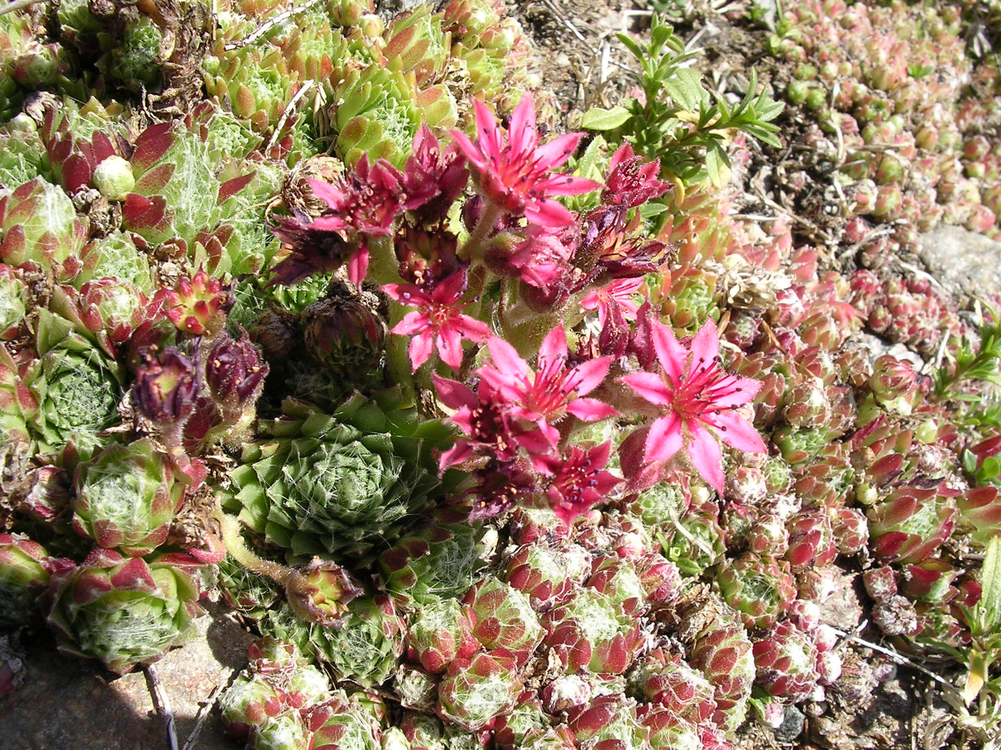 Sempervivum 'Nigrum'