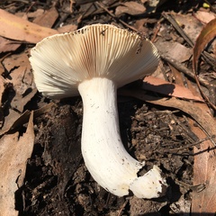 Russula neerimea