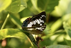 Euthalia adonia pinwilli