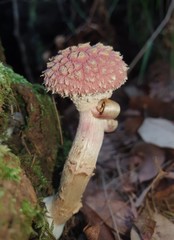 Boletellus deceptivus