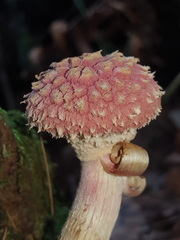 Boletellus deceptivus