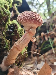 Boletellus deceptivus