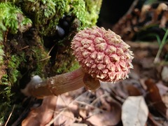 Boletellus deceptivus