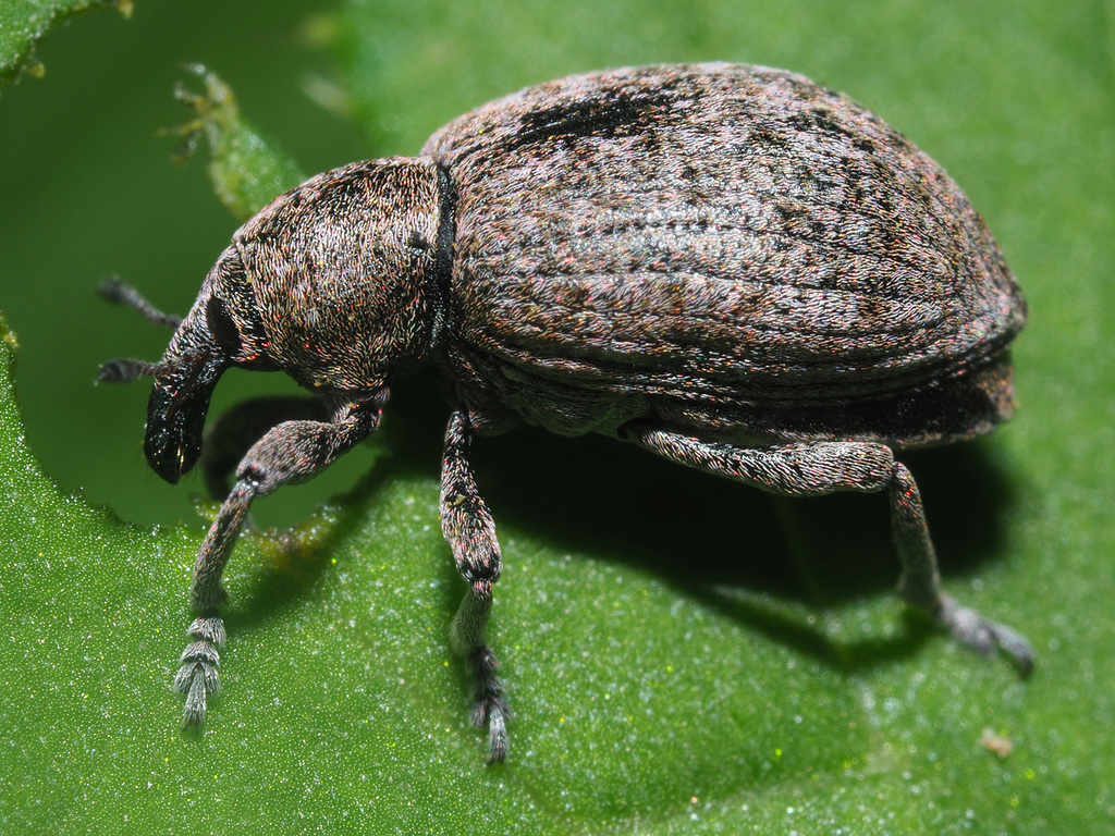 Donus comatus