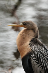 Anhinga anhinga leucogaster