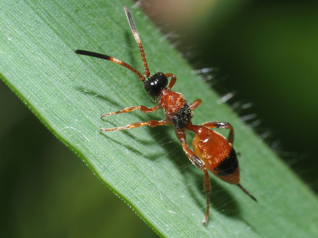 Aptesis