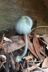 Entoloma virescens