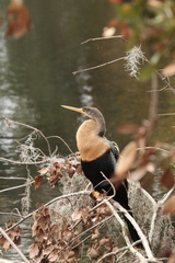 Anhinga anhinga leucogaster