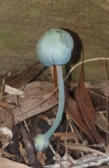 Entoloma virescens