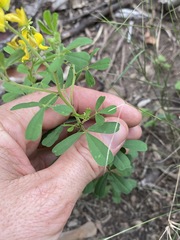 Crotalaria medicaginea