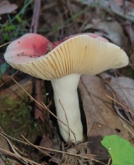 Russula persanguinea