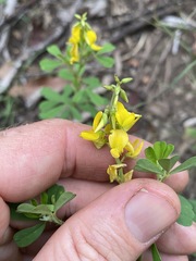 Crotalaria medicaginea