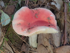 Russula persanguinea