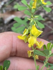 Crotalaria medicaginea