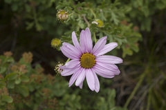 Chrysanthemum sinuatum