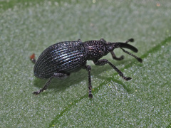 Ceratapion onopordi