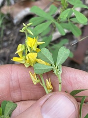 Crotalaria medicaginea