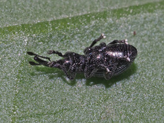 Ceratapion onopordi
