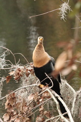 Anhinga anhinga leucogaster