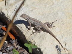 Holbrookia propinqua