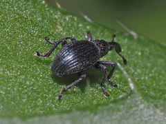 Ceratapion onopordi