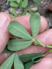 Crotalaria medicaginea