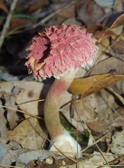 Boletellus deceptivus