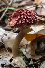 Boletellus deceptivus