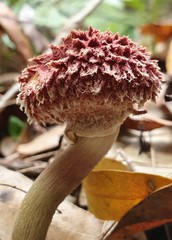 Boletellus deceptivus