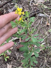 Crotalaria medicaginea
