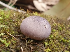 Lycoperdon subincarnatum
