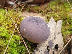 Lycoperdon subincarnatum