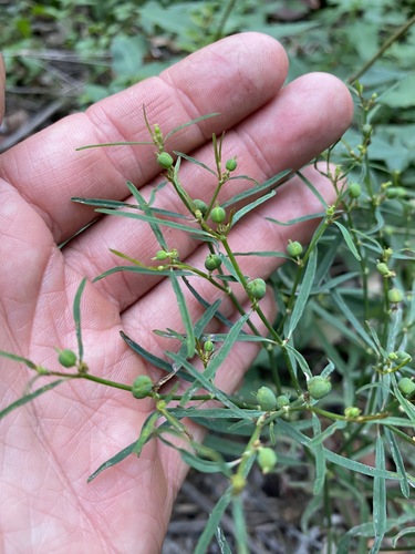 Image of Euphorbia tannensis by (c) Greg Tasney, some rights reserved (CC BY-SA)
