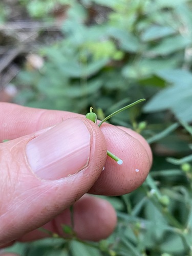 Image of Euphorbia tannensis by (c) Greg Tasney, some rights reserved (CC BY-SA)