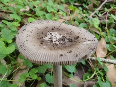 Amanita cheelii