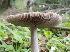 Amanita cheelii
