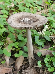 Amanita cheelii