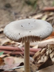 Amanita cheelii