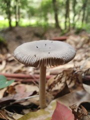 Amanita cheelii