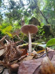 Amanita cheelii