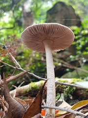 Amanita cheelii