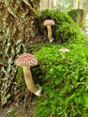 Boletellus deceptivus