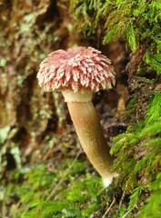 Boletellus deceptivus