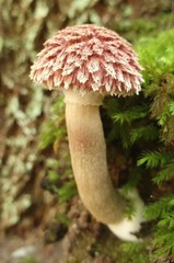 Boletellus deceptivus