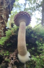 Boletellus deceptivus