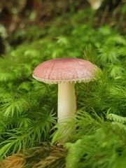 Russula persanguinea